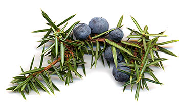 Gin berries are one of about a dozen separate botanicals used to flavour Dragon Mist Gin